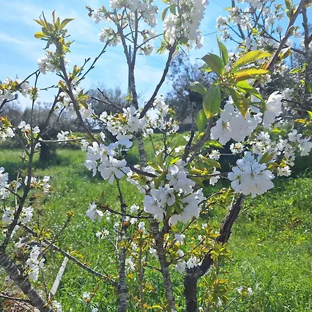 Casa Do Pastana Country house